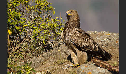 Savannenadler (Aquila rapax)