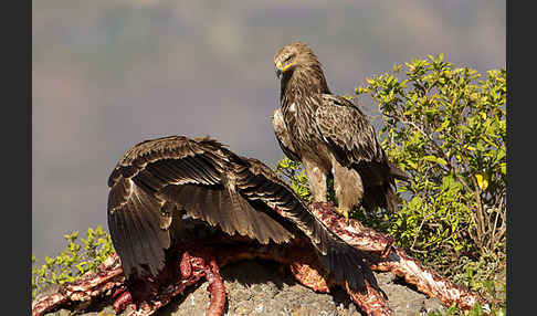 Savannenadler (Aquila rapax)