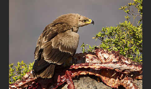 Savannenadler (Aquila rapax)