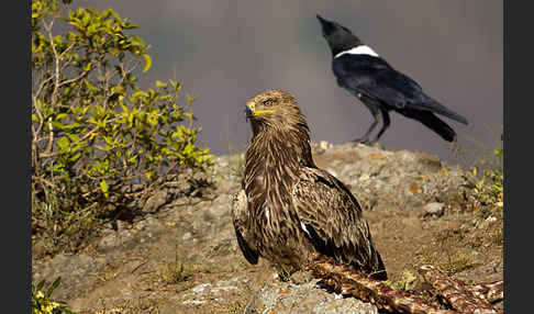 Savannenadler (Aquila rapax)