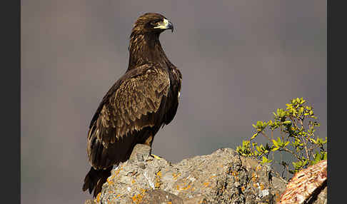 Savannenadler (Aquila rapax)