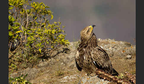 Savannenadler (Aquila rapax)