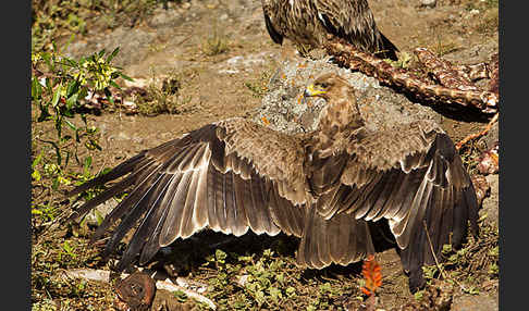 Savannenadler (Aquila rapax)