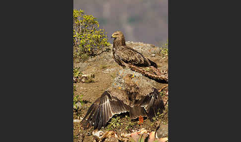 Savannenadler (Aquila rapax)