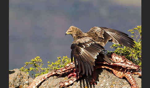 Savannenadler (Aquila rapax)