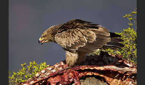 Savannenadler (Aquila rapax)