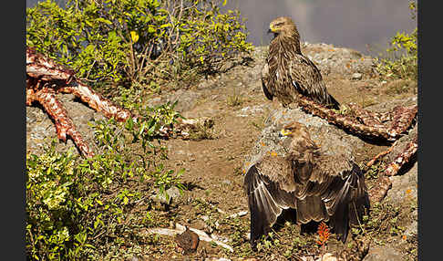 Savannenadler (Aquila rapax)