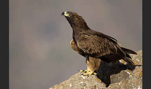 Savannenadler (Aquila rapax)