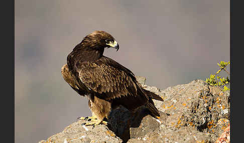 Savannenadler (Aquila rapax)