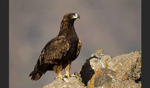 Savannenadler (Aquila rapax)