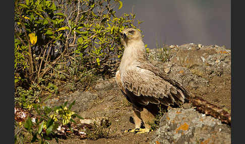 Savannenadler (Aquila rapax)