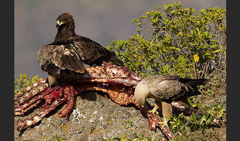 Savannenadler (Aquila rapax)