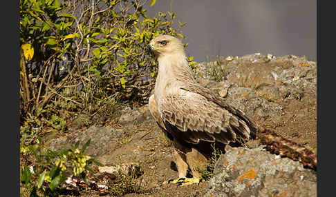 Savannenadler (Aquila rapax)