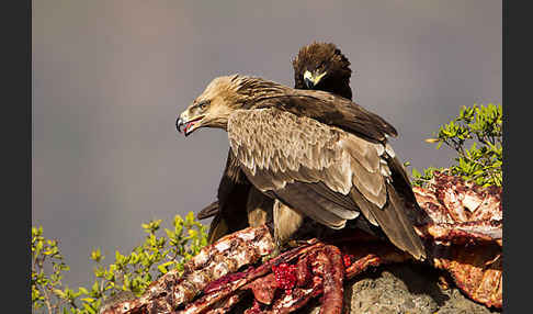 Savannenadler (Aquila rapax)