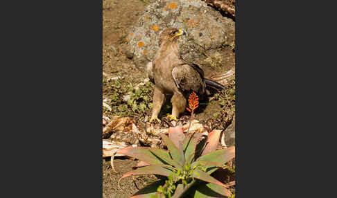 Savannenadler (Aquila rapax)