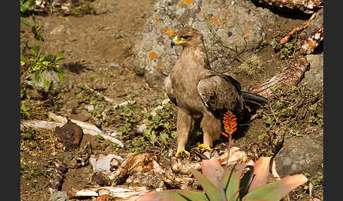 Savannenadler (Aquila rapax)