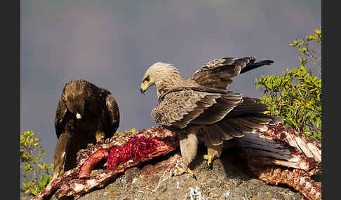 Savannenadler (Aquila rapax)