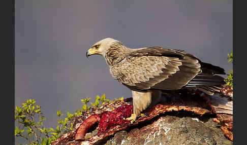 Savannenadler (Aquila rapax)