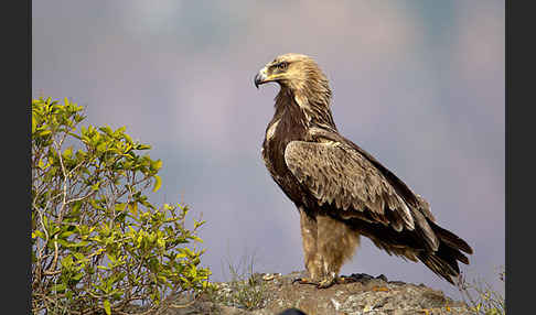 Savannenadler (Aquila rapax)