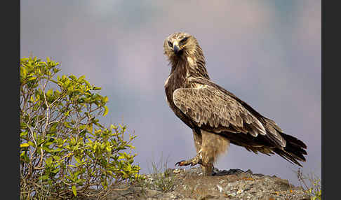 Savannenadler (Aquila rapax)