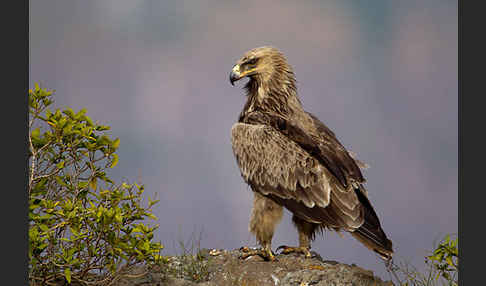 Savannenadler (Aquila rapax)