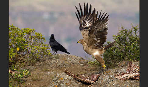 Borstenrabe (Corvus rhipidurus)