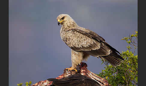 Savannenadler (Aquila rapax)