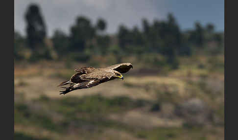 Savannenadler (Aquila rapax)