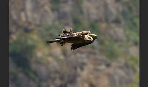 Savannenadler (Aquila rapax)