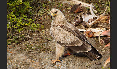 Savannenadler (Aquila rapax)