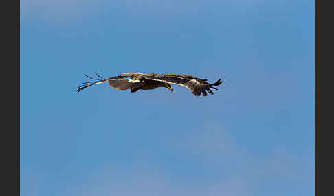 Savannenadler (Aquila rapax)