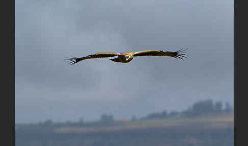 Savannenadler (Aquila rapax)