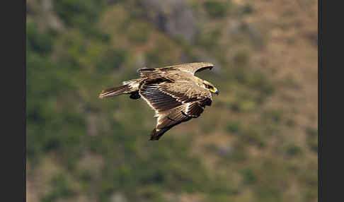 Savannenadler (Aquila rapax)