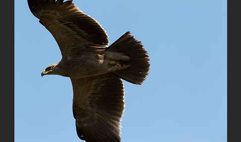 Savannenadler (Aquila rapax)