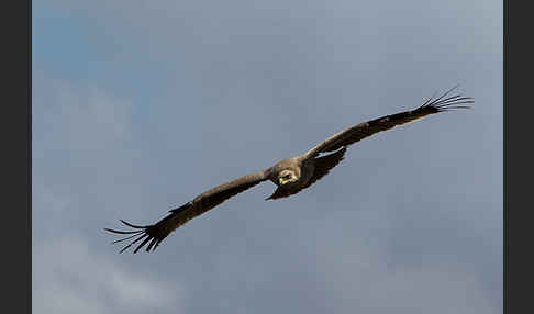 Savannenadler (Aquila rapax)