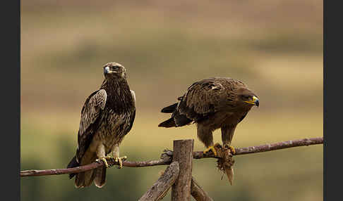 Savannenadler (Aquila rapax)