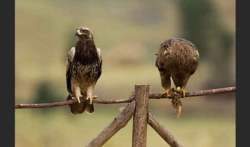 Savannenadler (Aquila rapax)