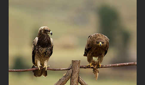 Savannenadler (Aquila rapax)