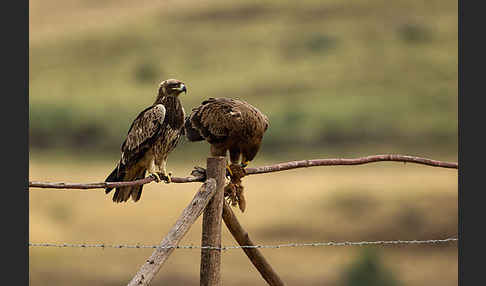 Savannenadler (Aquila rapax)