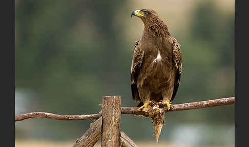 Savannenadler (Aquila rapax)