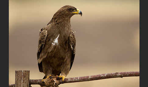 Savannenadler (Aquila rapax)