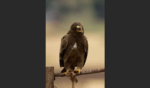 Savannenadler (Aquila rapax)