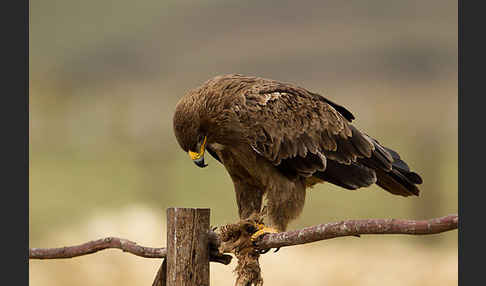 Savannenadler (Aquila rapax)