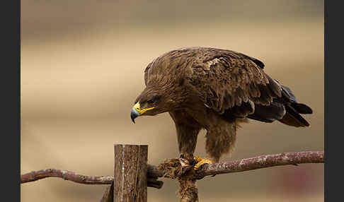 Savannenadler (Aquila rapax)