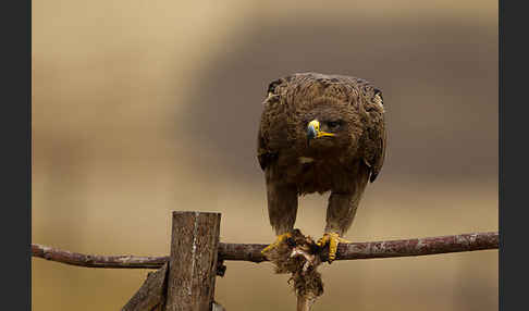 Savannenadler (Aquila rapax)