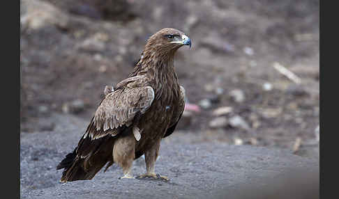 Savannenadler (Aquila rapax)