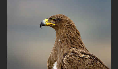 Savannenadler (Aquila rapax)