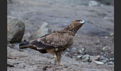 Savannenadler (Aquila rapax)