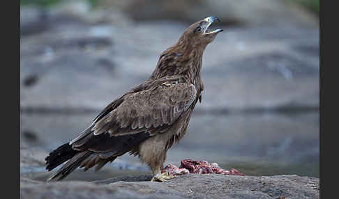 Savannenadler (Aquila rapax)