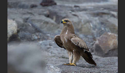 Savannenadler (Aquila rapax)